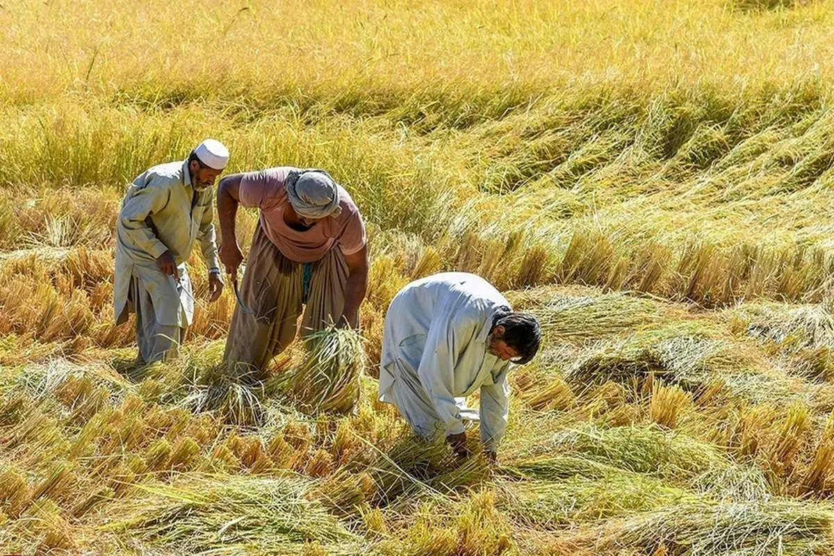 (تصاویر) مزارع برنج در سیستان و بلوچستان