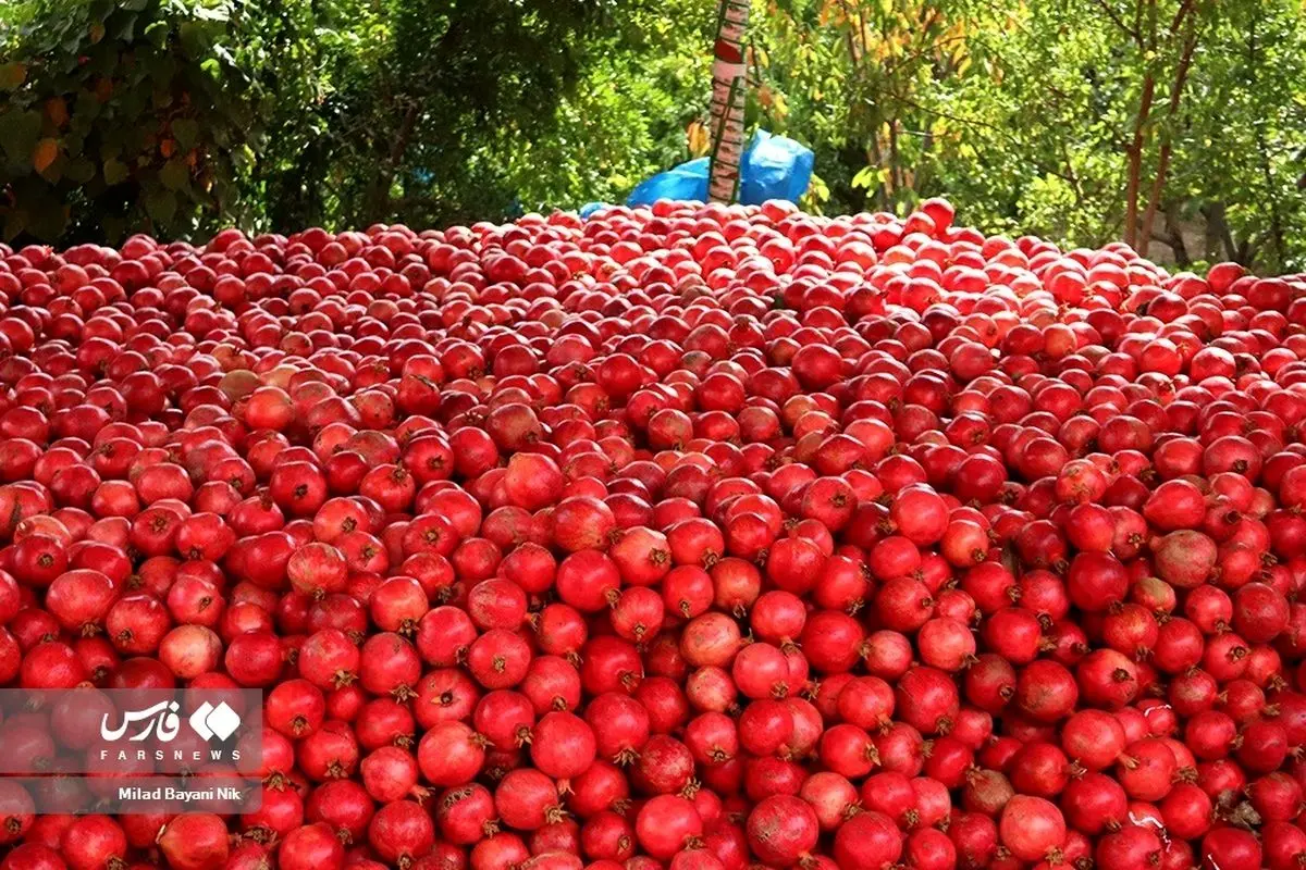 (تصاویر) برداشت انار در فیروزکوه