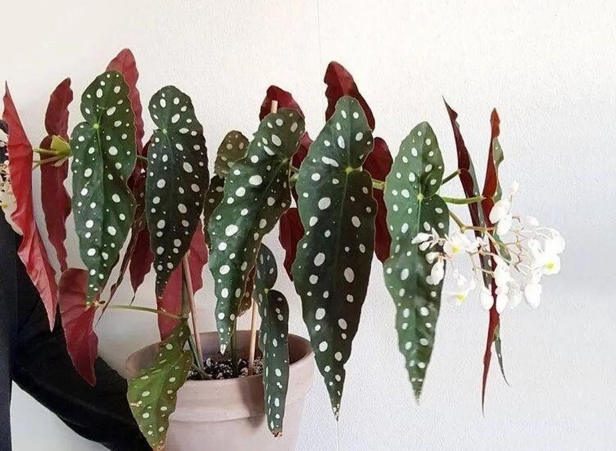 (عکس) بگونیا خالدار؛ گیاهی شبیه بال فرشته