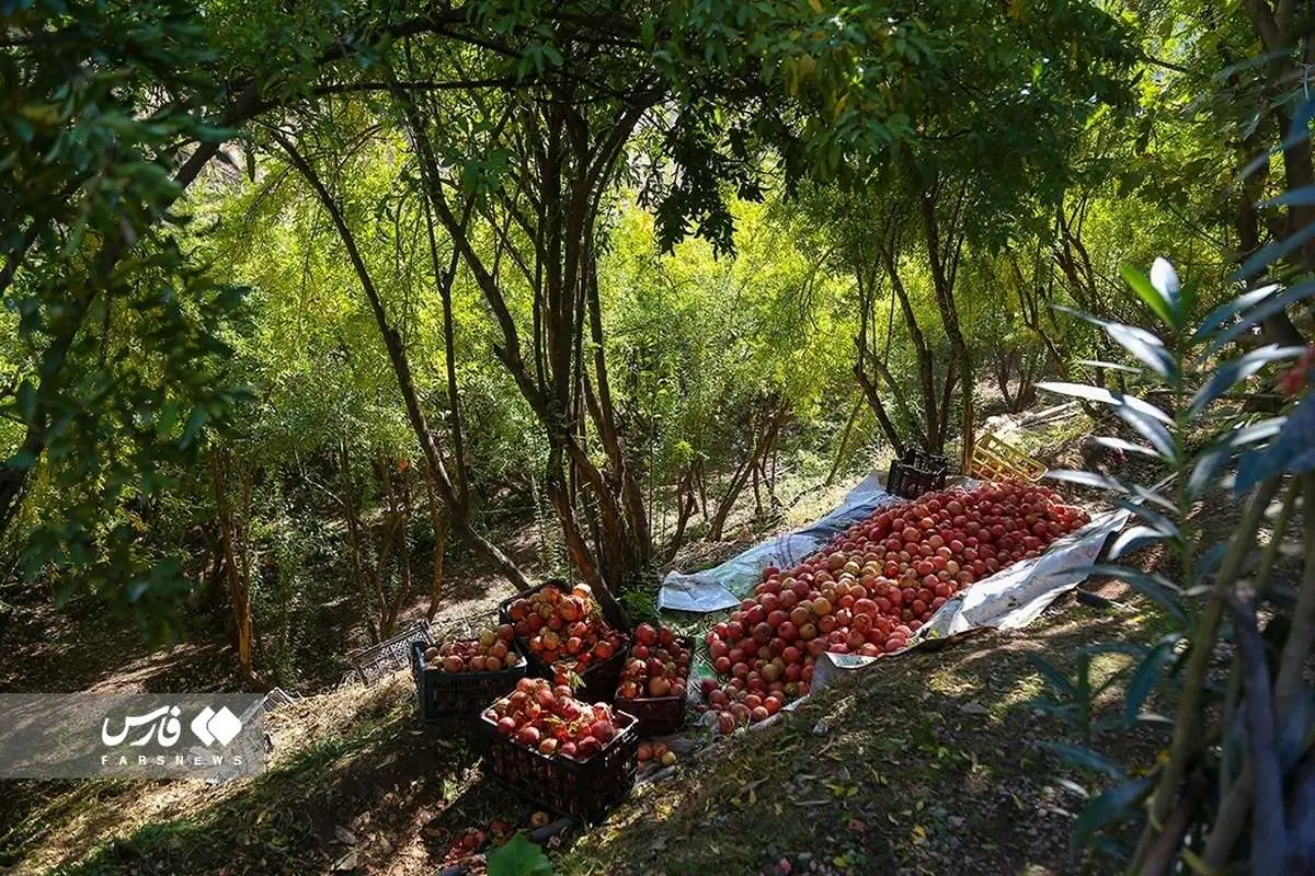 (تصاویر) برداشت انار از باغات ژیوار هورامان