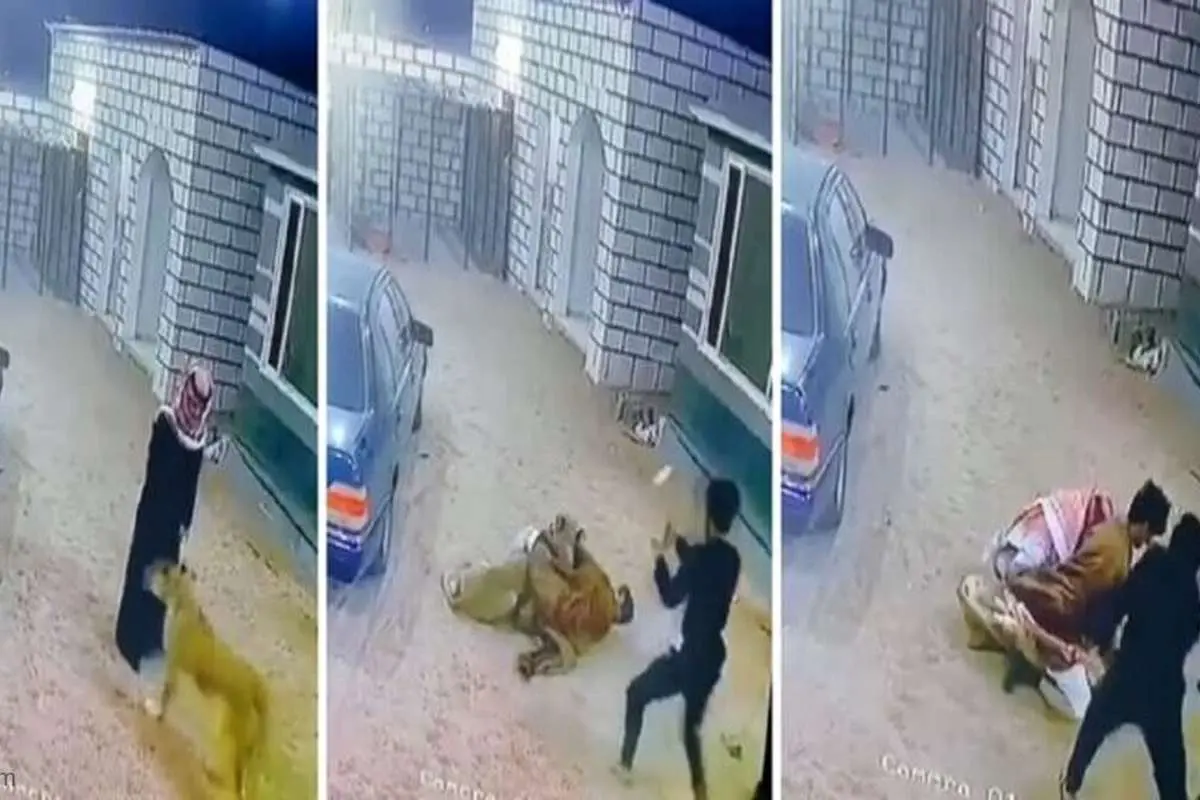 (ویدئو) حمله هولناک شیر به دو عرب