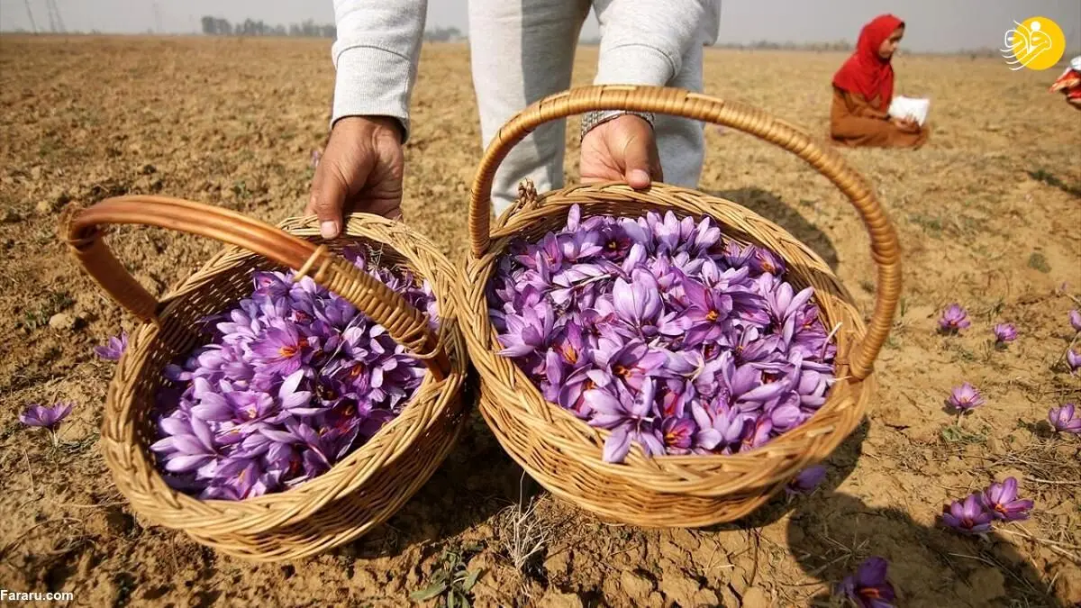 (تصاویر) برداشت زعفران در کشمیر