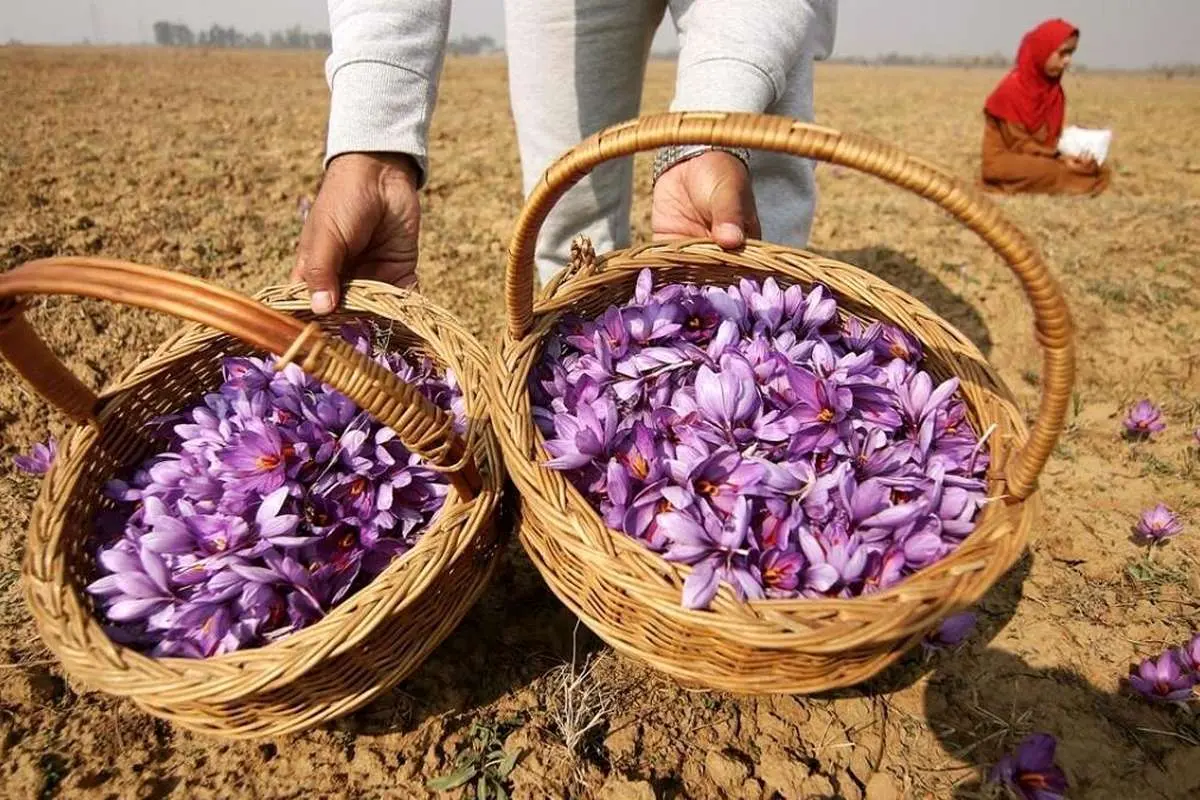(تصاویر) برداشت زعفران در کشمیر