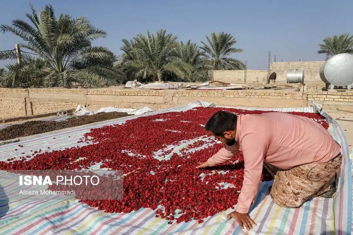 (تصاویر) برداشت چای ترش در غزاویه کارون