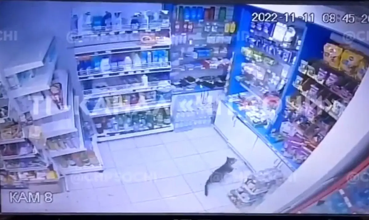 (ویدئو) سرقت گربه از فروشگاه؛ واکنش خانم فروشنده
