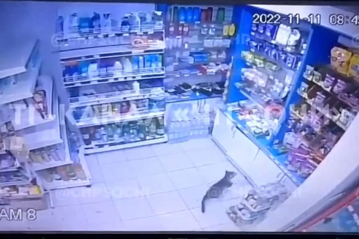 (ویدئو) سرقت گربه از فروشگاه؛ واکنش خانم فروشنده