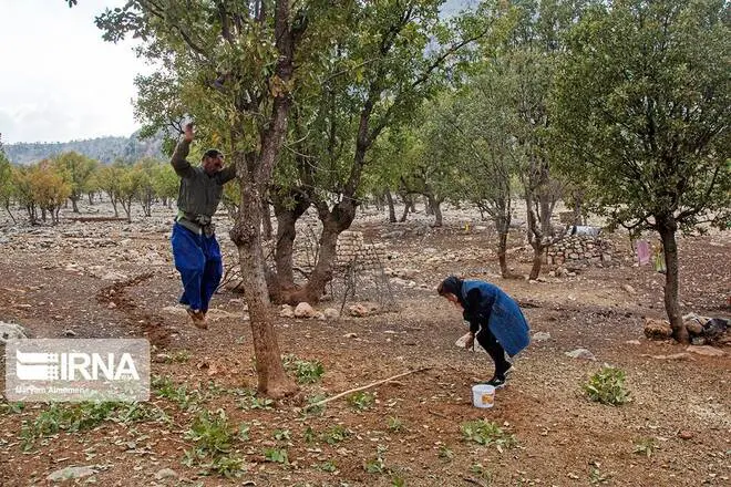 گالری