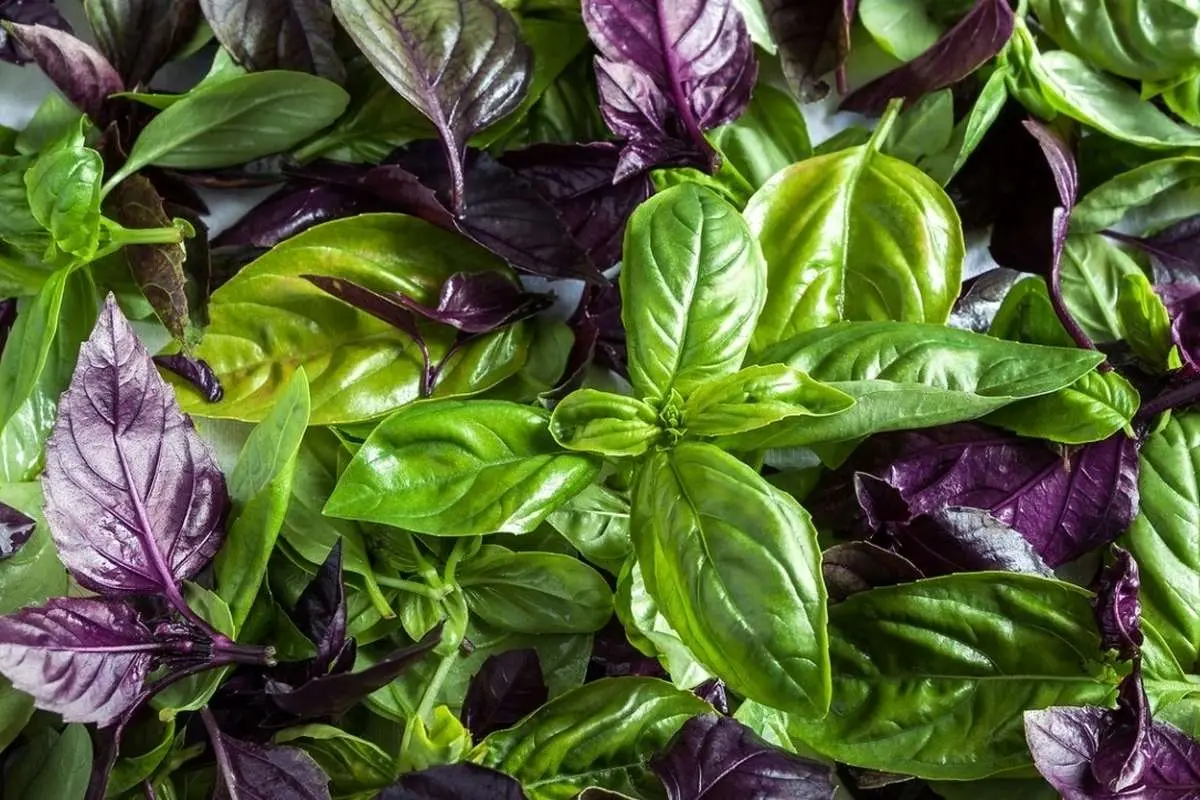 از خواص شگفتانگیز ریحان برای کنترل دیابت غافل نشوید!