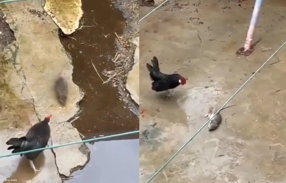 (ویدئو) نبرد حماسی موش با خروس!