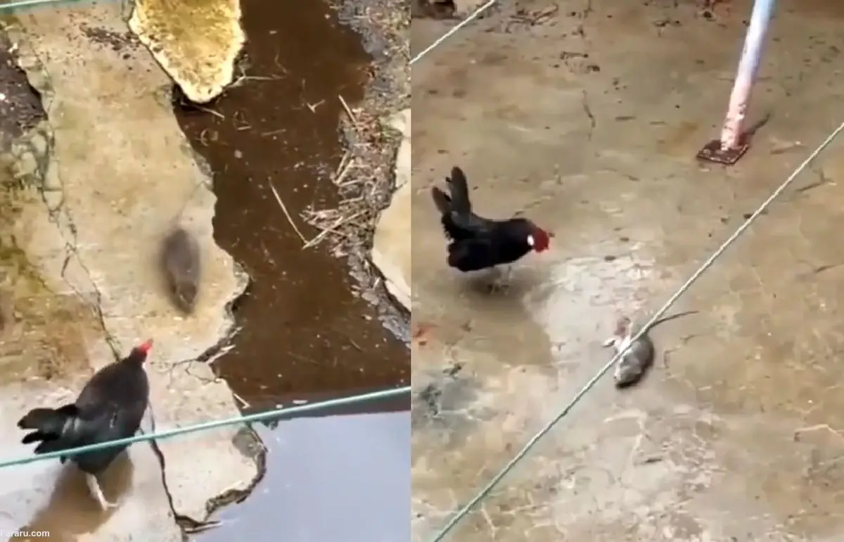 (ویدئو) نبرد حماسی موش با خروس!
