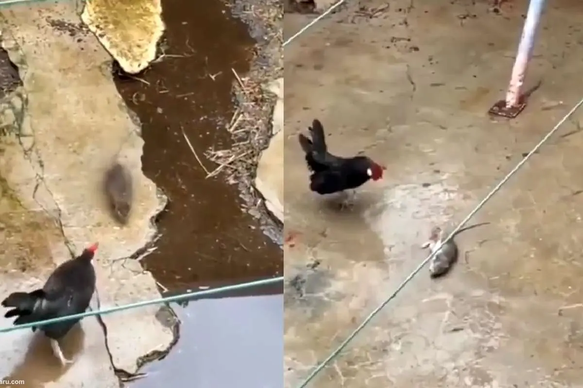 (ویدئو) نبرد حماسی موش با خروس!