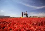راز روستایی با قدمت ۷ هزار سال؛ بزرگ‌ترین باغ زرشک جهان