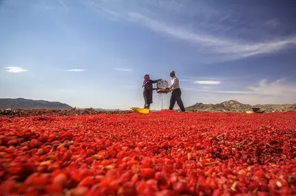 راز روستایی با قدمت ۷ هزار سال؛ بزرگ‌ترین باغ زرشک جهان