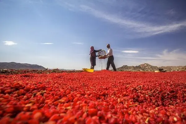 راز روستایی با قدمت ۷ هزار سال؛ بزرگ‌ترین باغ زرشک جهان