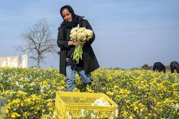 تصاویر؛ برداشت گل نرگس در ساری