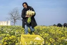 تصاویر؛ برداشت گل نرگس در ساری