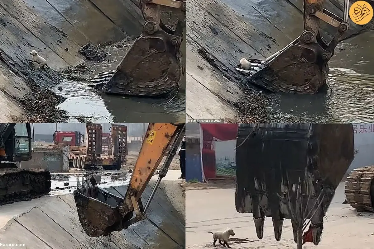 (ویدئو) نجات یک سگ کوچک با استفاده از بیل مکانیکی