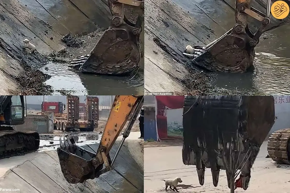 (ویدئو) نجات یک سگ کوچک با استفاده از بیل مکانیکی