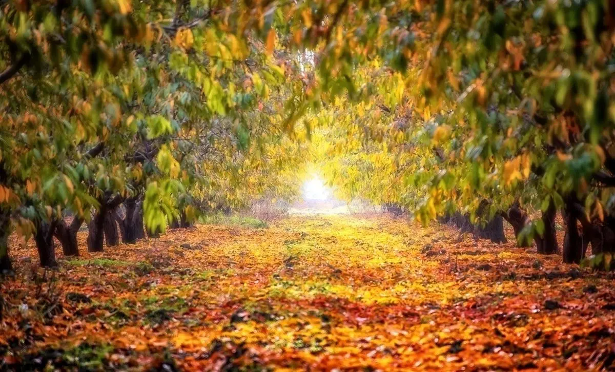 (تصاویر) پاییز در جنگل‌های هیرکانی گلستان