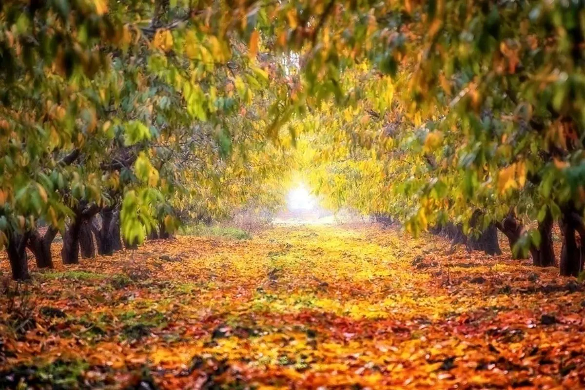 (تصاویر) پاییز در جنگلهای هیرکانی گلستان