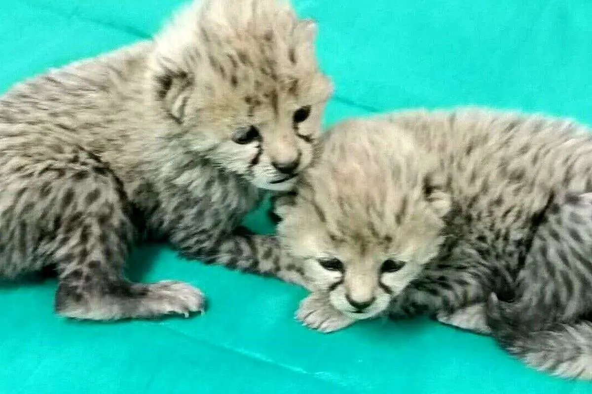ماجرای مشکوک توله یوزها