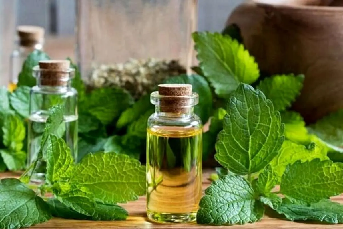 این گیاه بهترین دارو برای «تپش قلب» و «تقویت حافظه» است