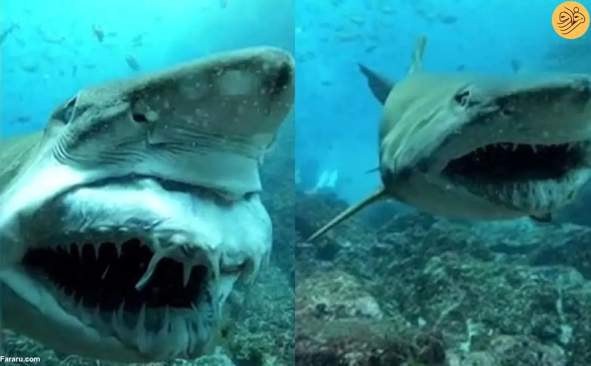 (ویدئو) لبخند وحشتناک کوسه پرستار برای غواص!