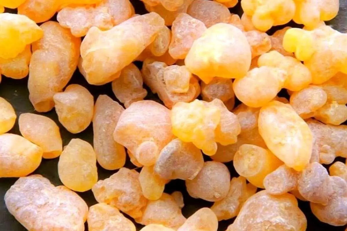 خواص «کندر» / جلوگیری از آلزایمر، تقویت حافظه، لثه و دندان