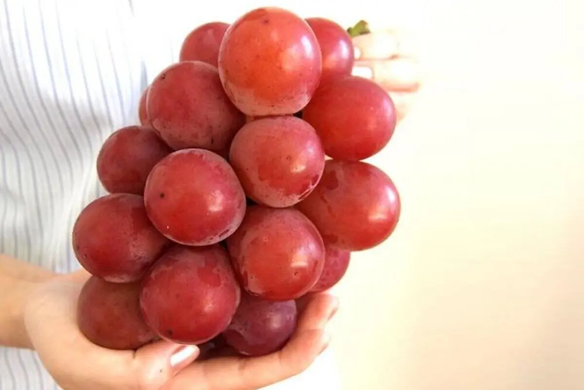 (عکس) نوعی انگور چینی عجیب