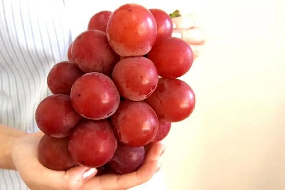 (عکس) نوعی انگور چینی عجیب