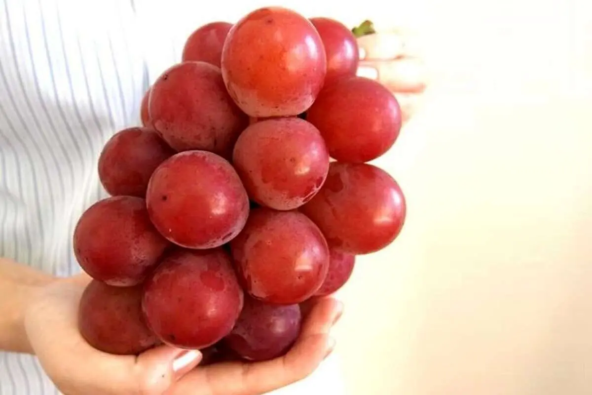 (عکس) نوعی انگور چینی عجیب