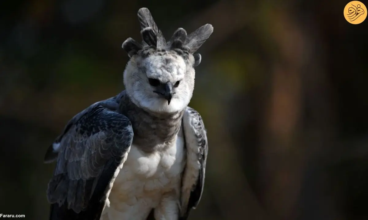 (ویدئو) ساخت منقار سه بُعدی برای یک عقاب هارپی