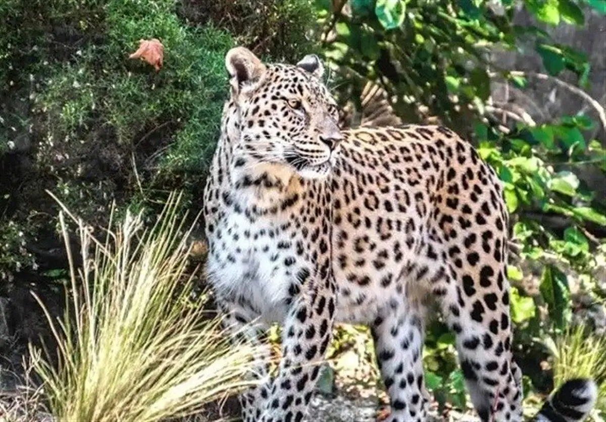 (عکس) مشاهده پلنگ در پارک سرخه‌حصار!