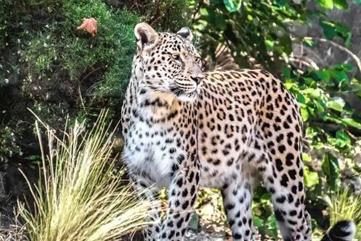 (عکس) مشاهده پلنگ در پارک سرخه‌حصار!