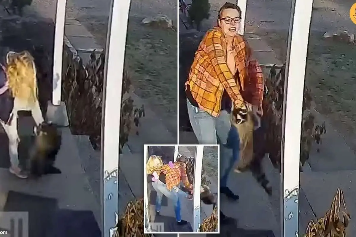 (ویدئو) حمله وحشتناک راکون هار به دختر دانشآموز