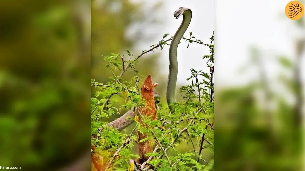 (تصاویر) حمله بی‌واهمه یک خدنگ به مخوف‌ترین مار جهان