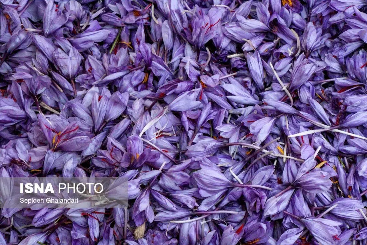 (تصاویر) مبادلۀ گران‌ترین گل جهان، سر گذر‌ها و خیابان‌ها