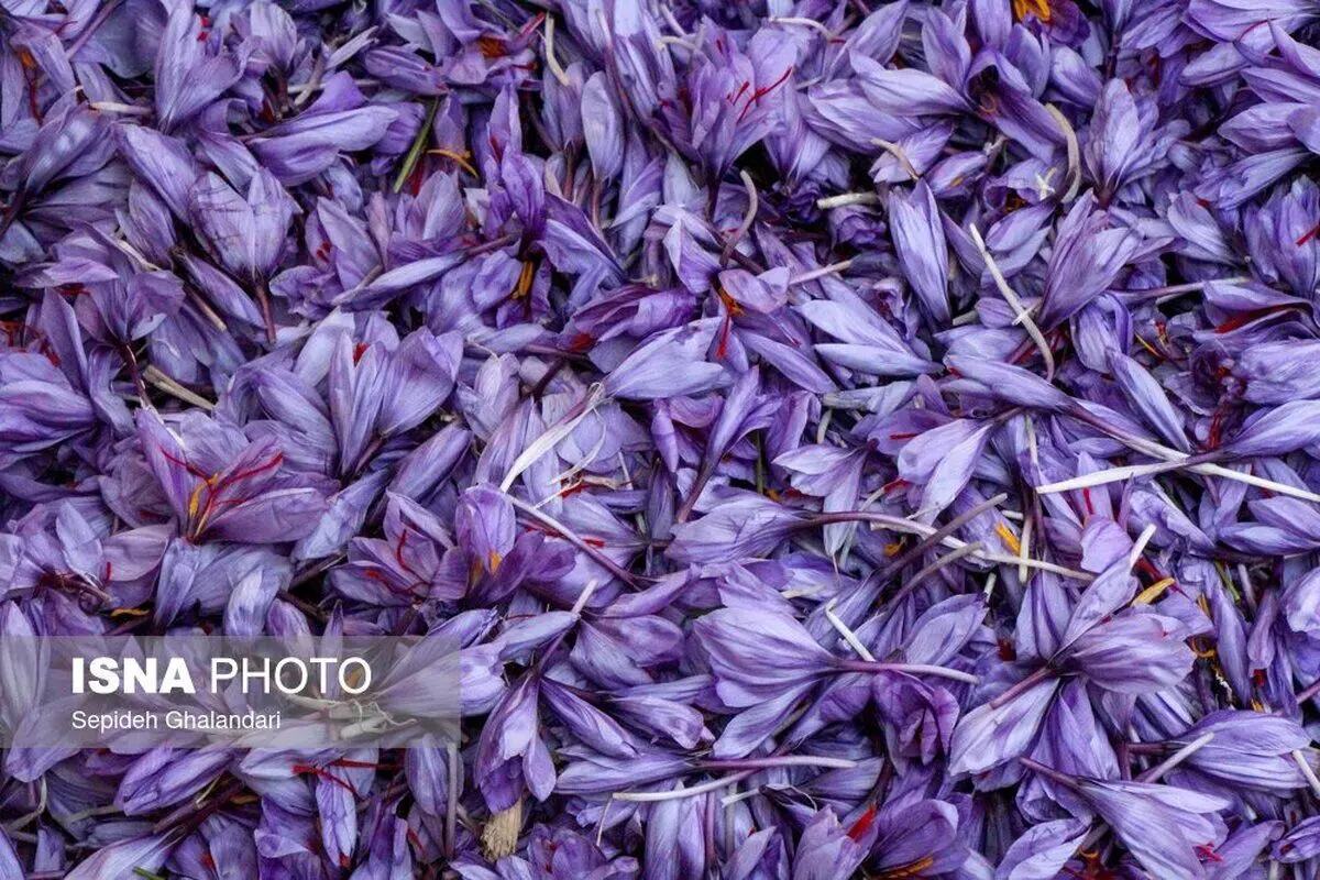 (تصاویر) مبادلۀ گران‌ترین گل جهان، سر گذر‌ها و خیابان‌ها