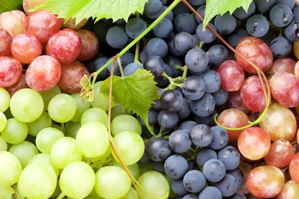 انگور بهترین میوه برای گوارش