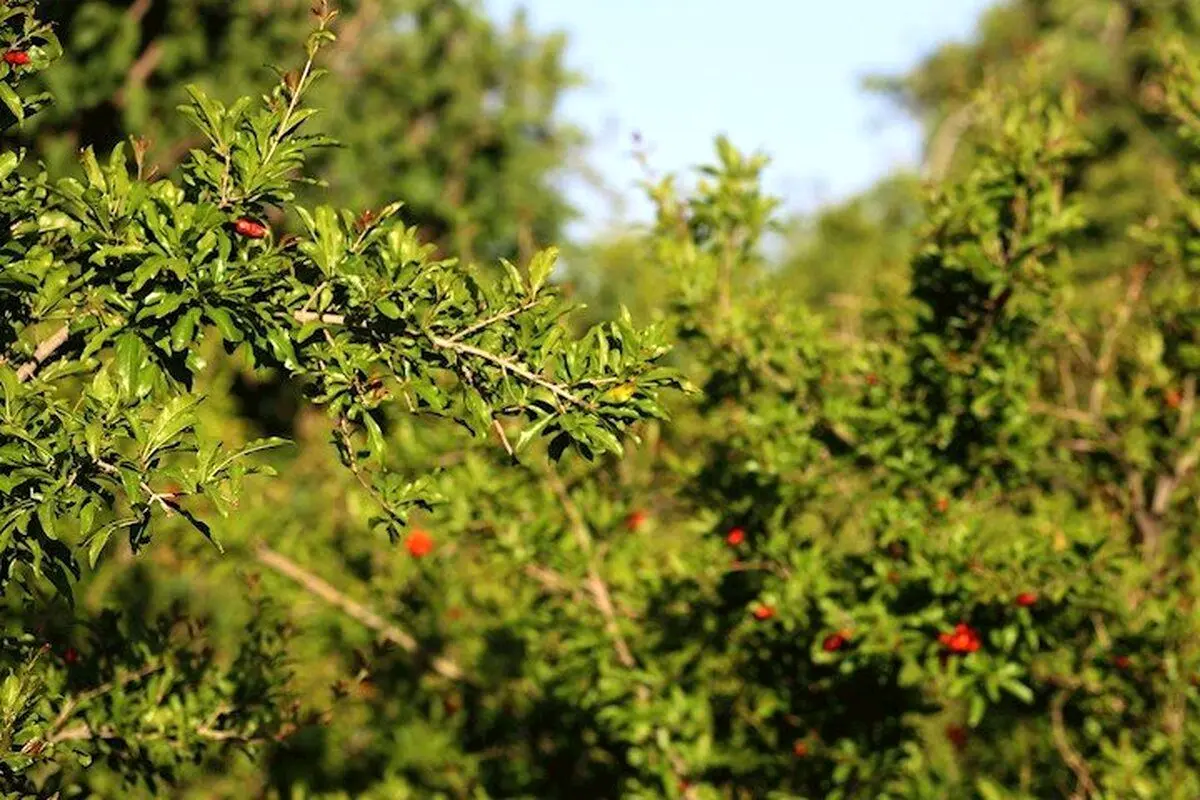 تجویز انار این باغ تهران برای درمان نوزادان