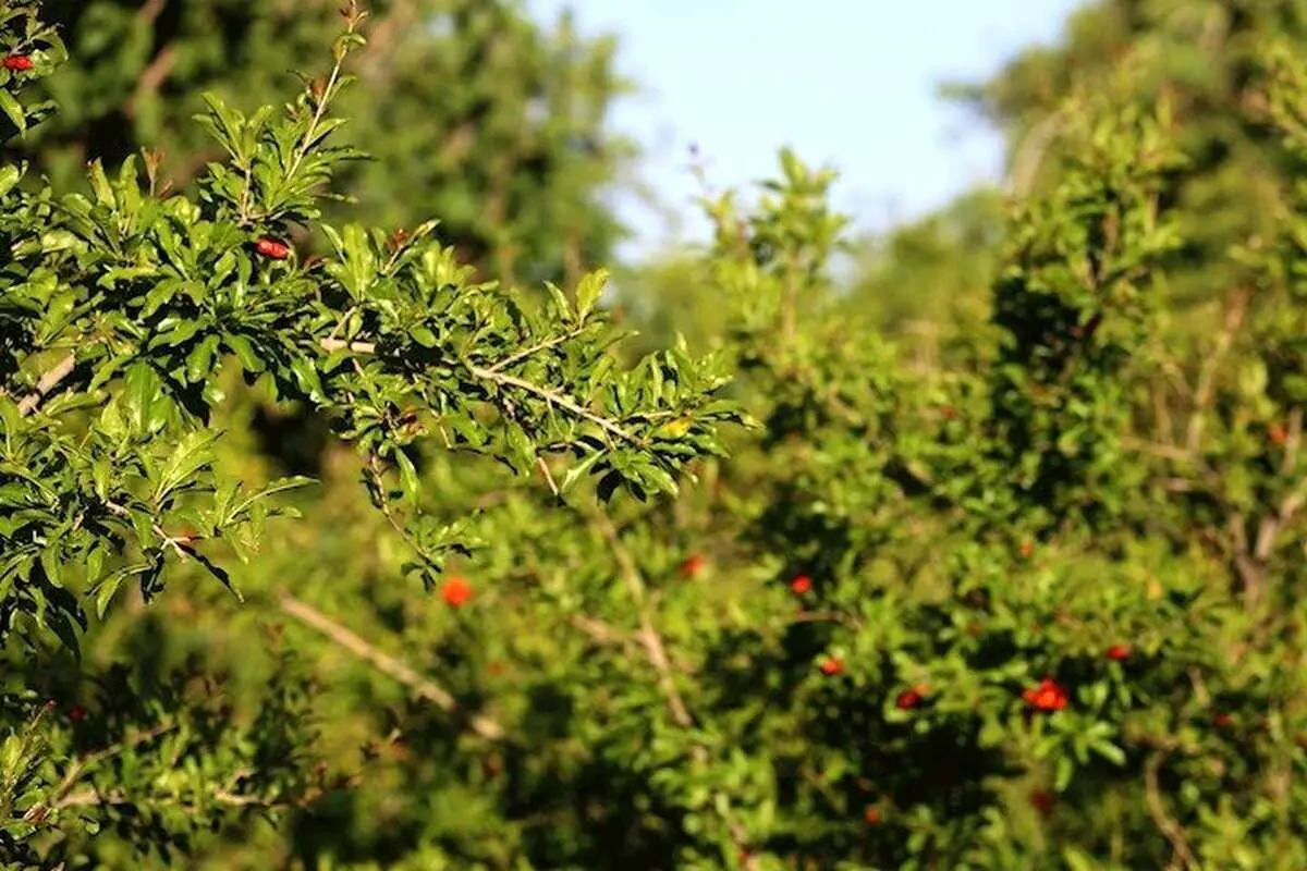 تجویز انار این باغ تهران برای درمان نوزادان