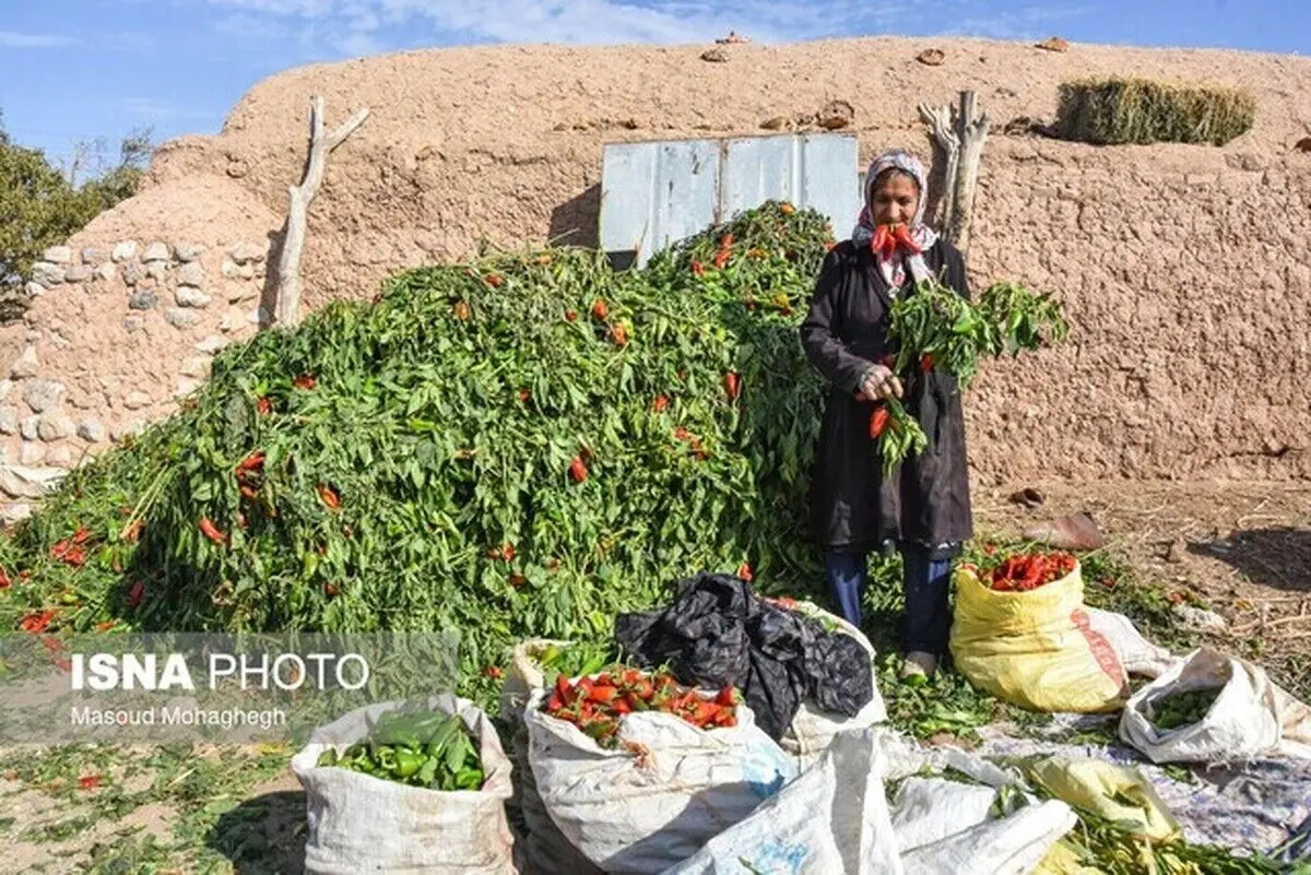 (تصاویر) برداشت سنتی فلفل در بیارجمند شاهرود