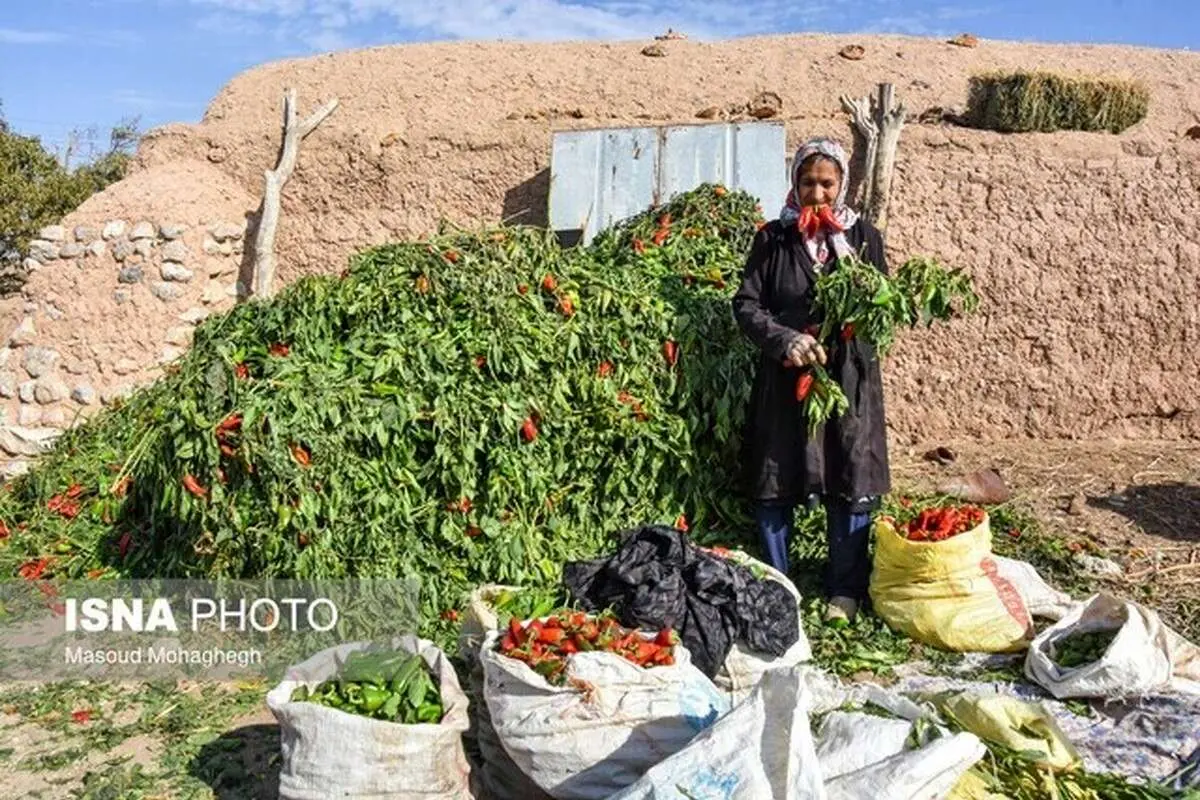 (تصاویر) برداشت سنتی فلفل در بیارجمند شاهرود