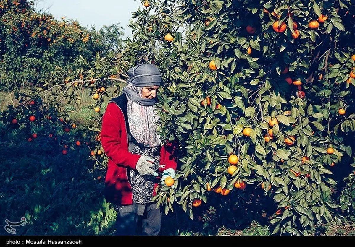 (تصاویر) برداشت نارنگی در گلستان