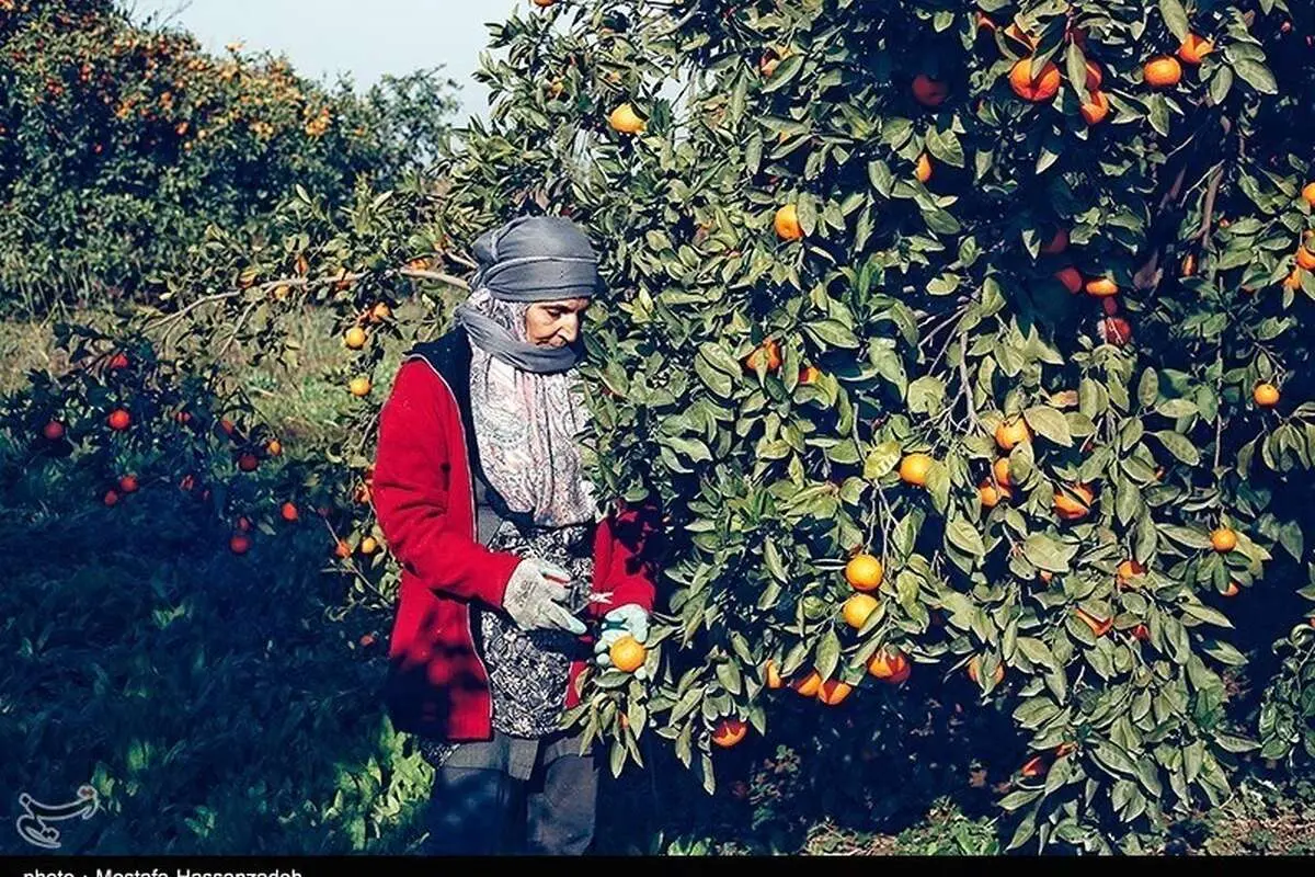 (تصاویر) برداشت نارنگی در گلستان