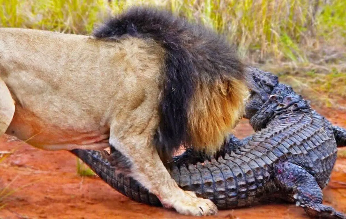 (تصویر) حمله عجیب شیرها به تمساح‌ عظیم‌الجثه