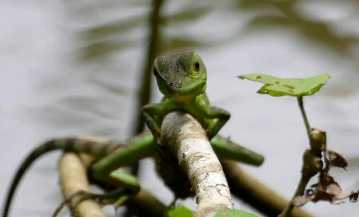 (ویدئو) جانور شگفت‌انگیزی که می‌تواند روی آب بدود