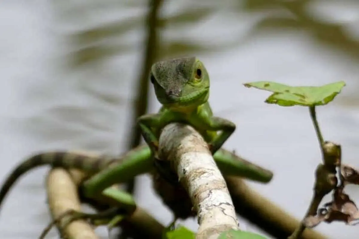 (ویدئو) جانور شگفت‌انگیزی که می‌تواند روی آب بدود