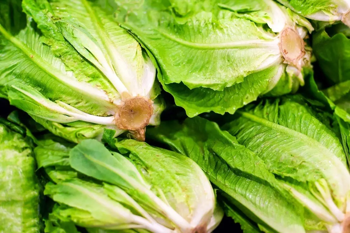 با خواص شگفت‌انگیز کاهو آشنا شوید