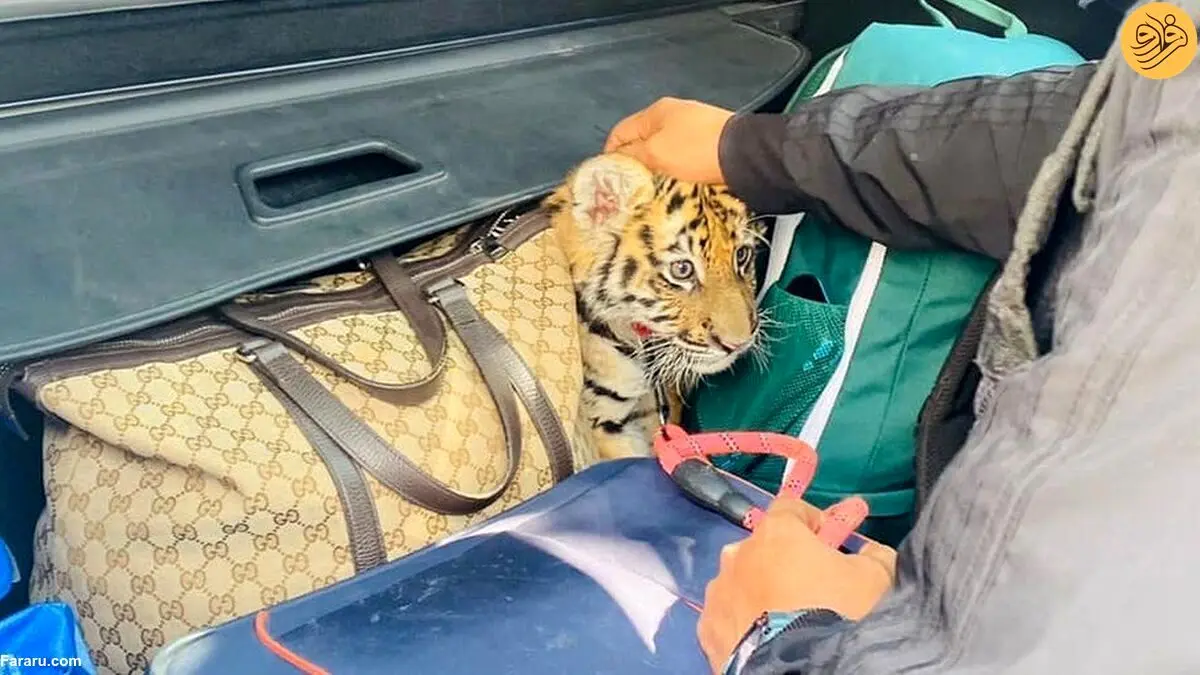 (ویدئو) کشف یک بچه ببر در صندوق عقب یک خودرو!